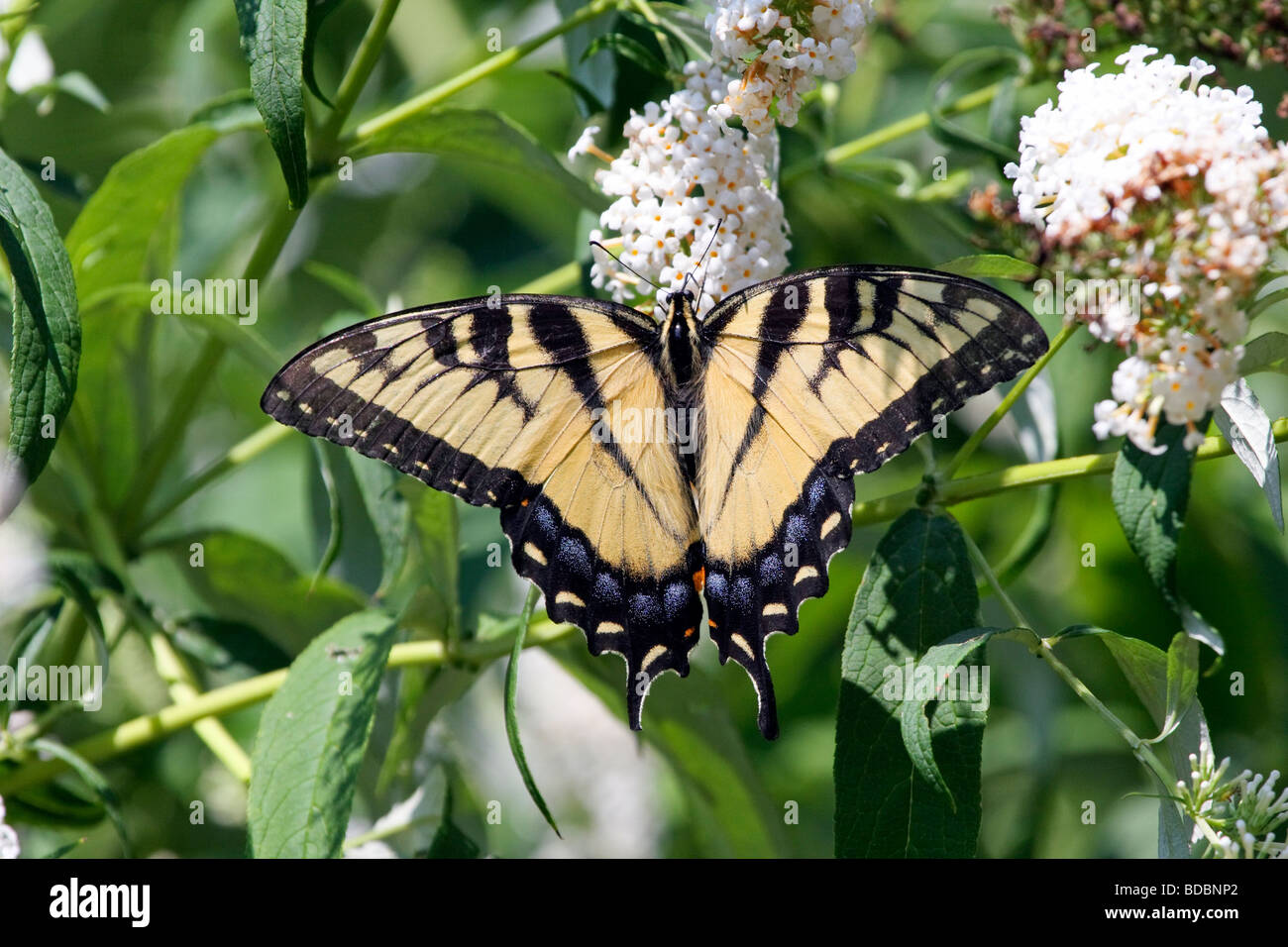 Eastern Tiger Swallowtail butterfly avec ailes déployées Banque D'Images