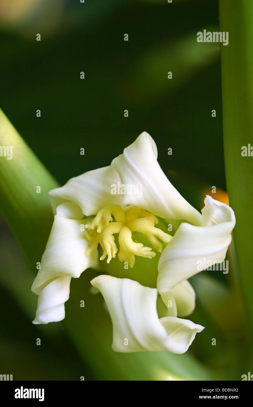 Fleur de papaye (Carica papaya) arbre, Kwazulu Natal, Afrique du Sud Banque D'Images