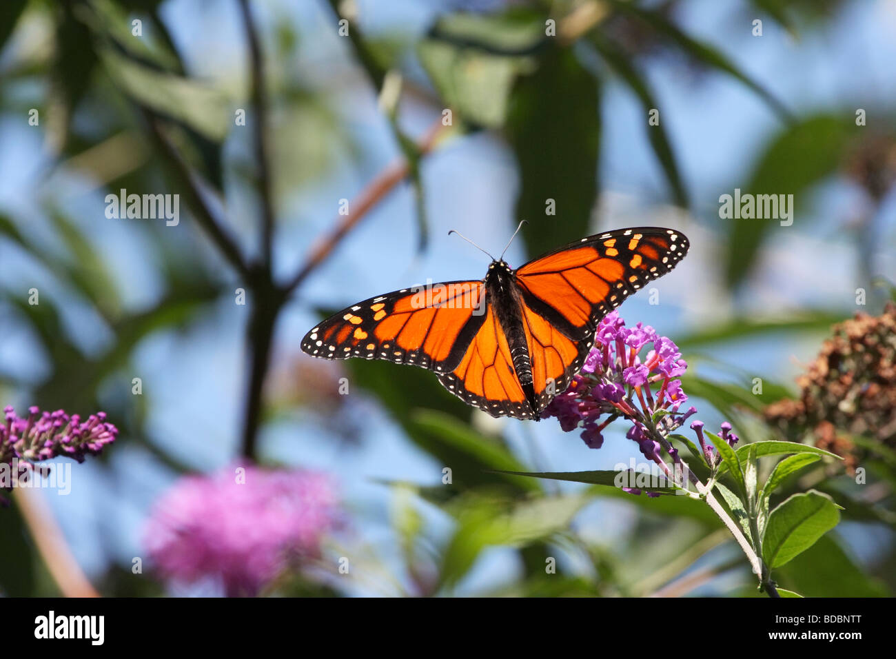 Papillon monarque avec ailes déployées sur fleur de lilas Banque D'Images