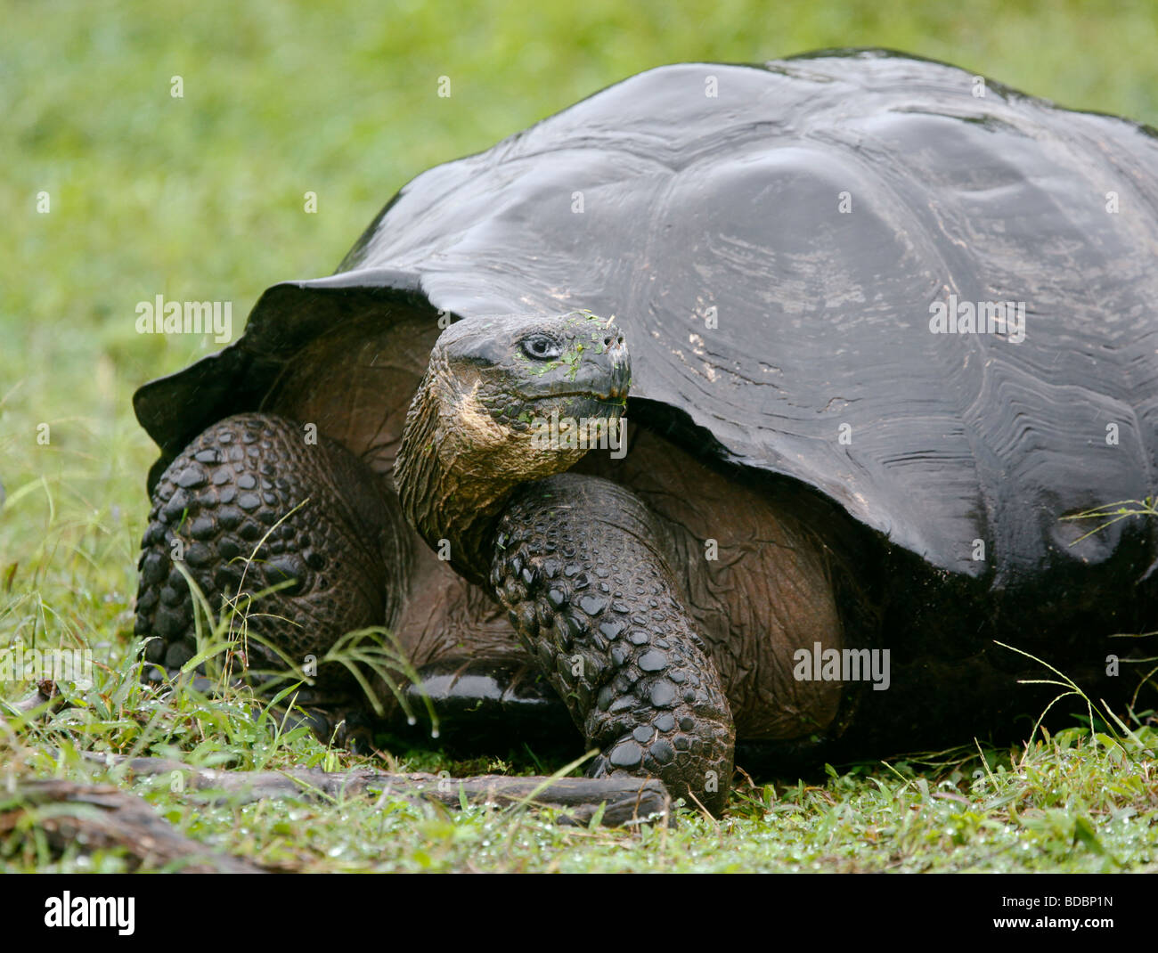 Une tortue géante des Galapagos s'arrête pour regarder en arrière tout en marchant dans les montagnes de Santa Cruz. Banque D'Images