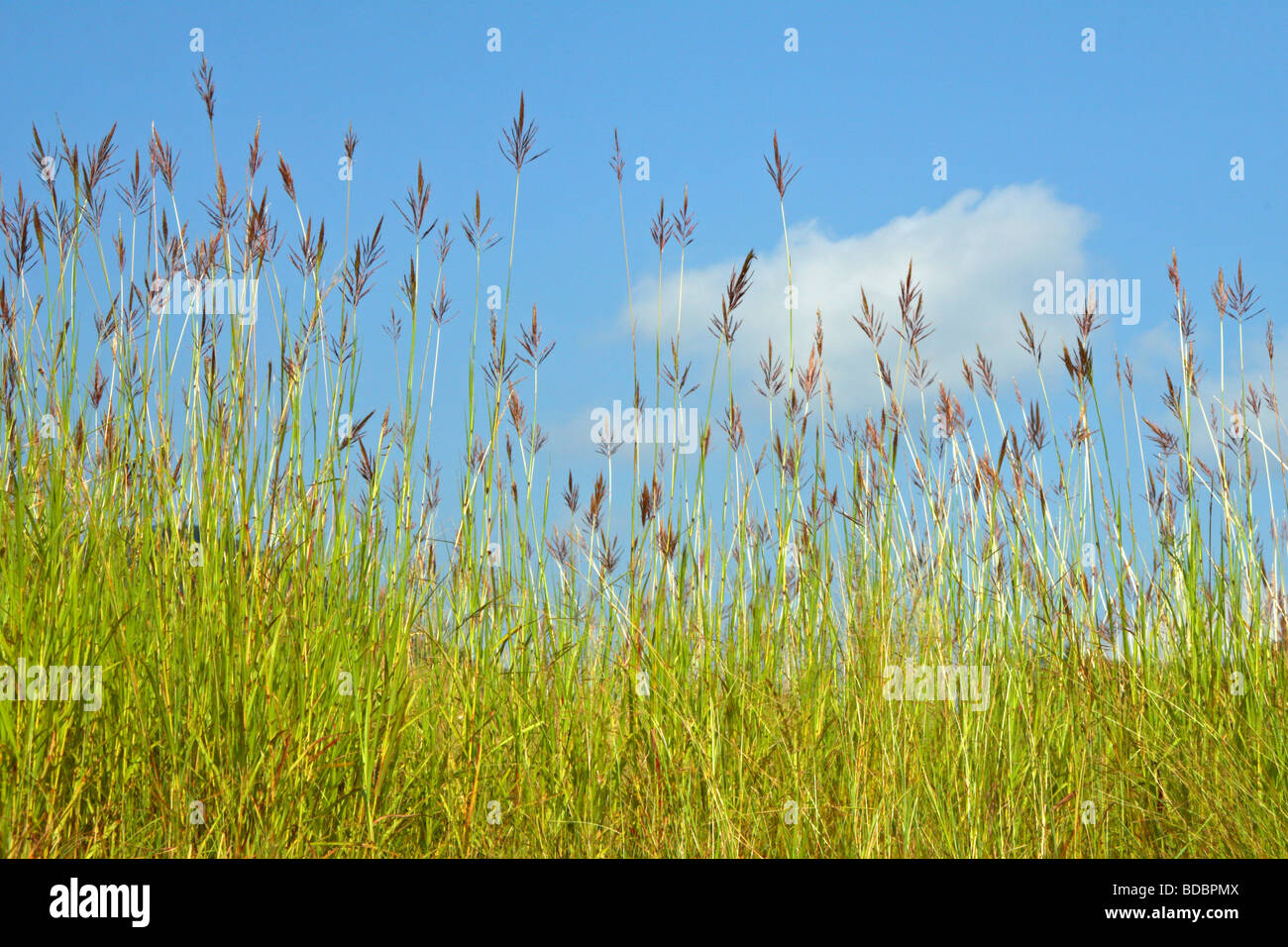 L'herbe tête contre un ciel bleu dans la réserve de chasse Pilanesberg, Province du Nord-Ouest, Afrique du Sud Banque D'Images