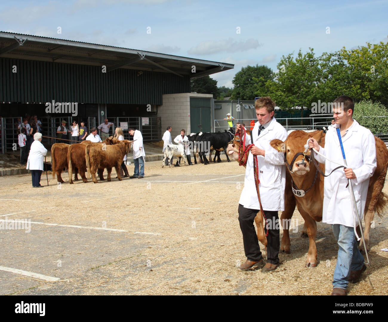 Les agriculteurs avec les bovins à l'Bakewell Show, Bakewell, Derbyshire, Angleterre, Royaume-Uni Banque D'Images