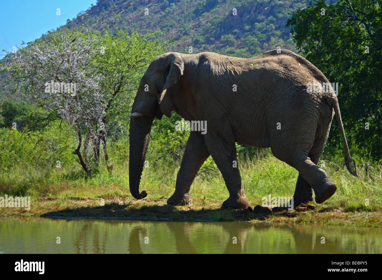 Jeune taureau éléphant africain à un point d'eau à Kwa Maritane dans la réserve de chasse Pilanesberg, Province du Nord-Ouest, Afrique du Sud Banque D'Images