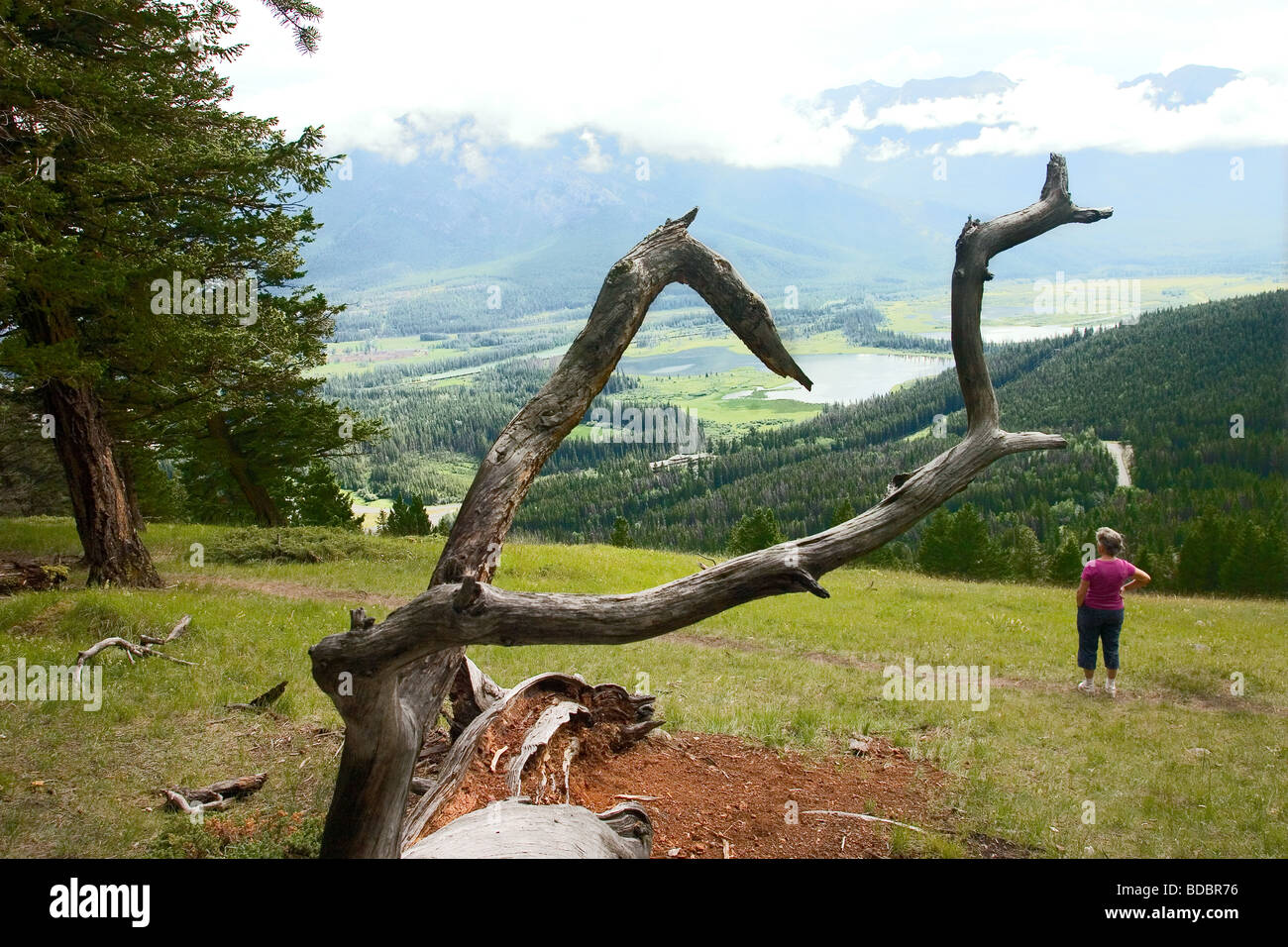 Sur les pentes du mont Norquay donnant sur le pays autour de Banff, Alberta, Canada Banque D'Images
