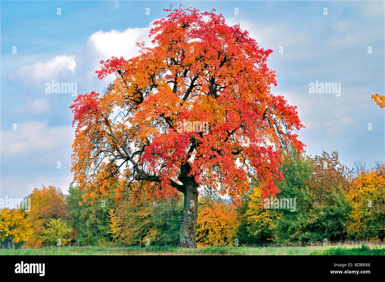 L'Allemagne, l'Odenwald : Apple-Tree dans la saison d'automne à Limbach Banque D'Images