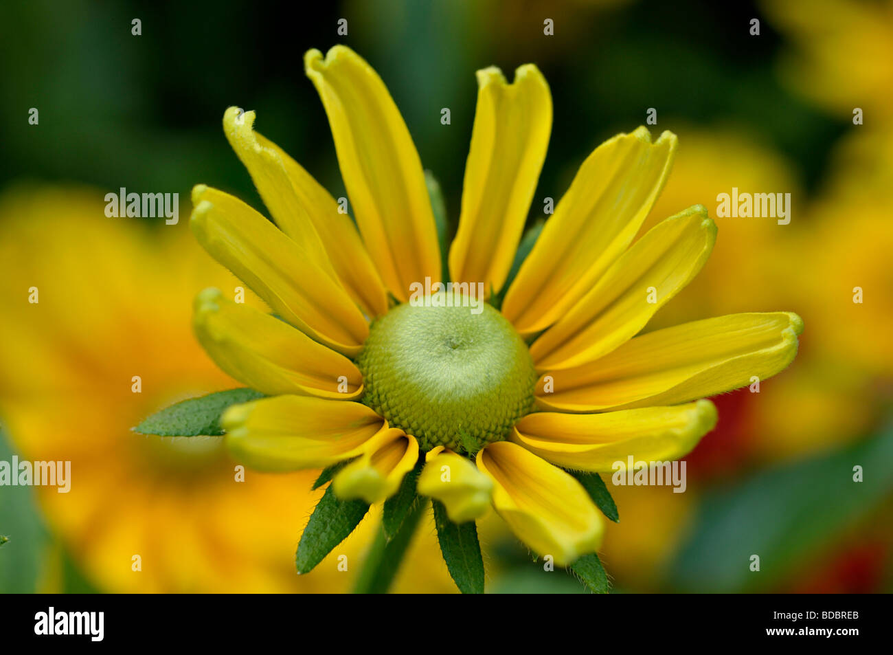 Rudbeckia (Irish Eyes) Banque D'Images