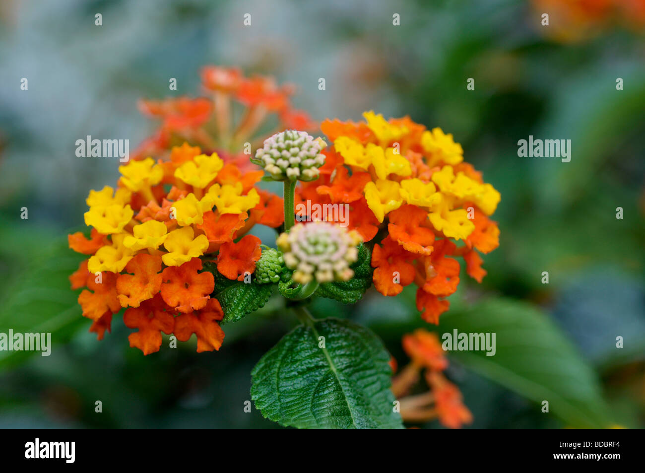 Lantana Camara Banque D'Images