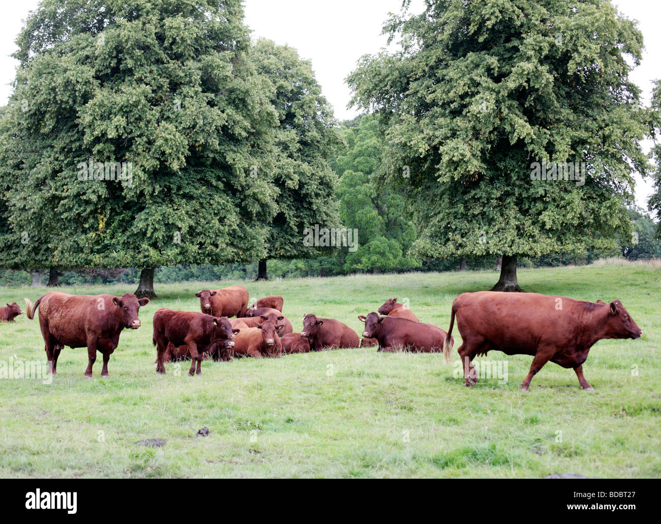 Devon rouge bovins à l'abbaye de Forde, Somerset, Royaume-Uni. Banque D'Images