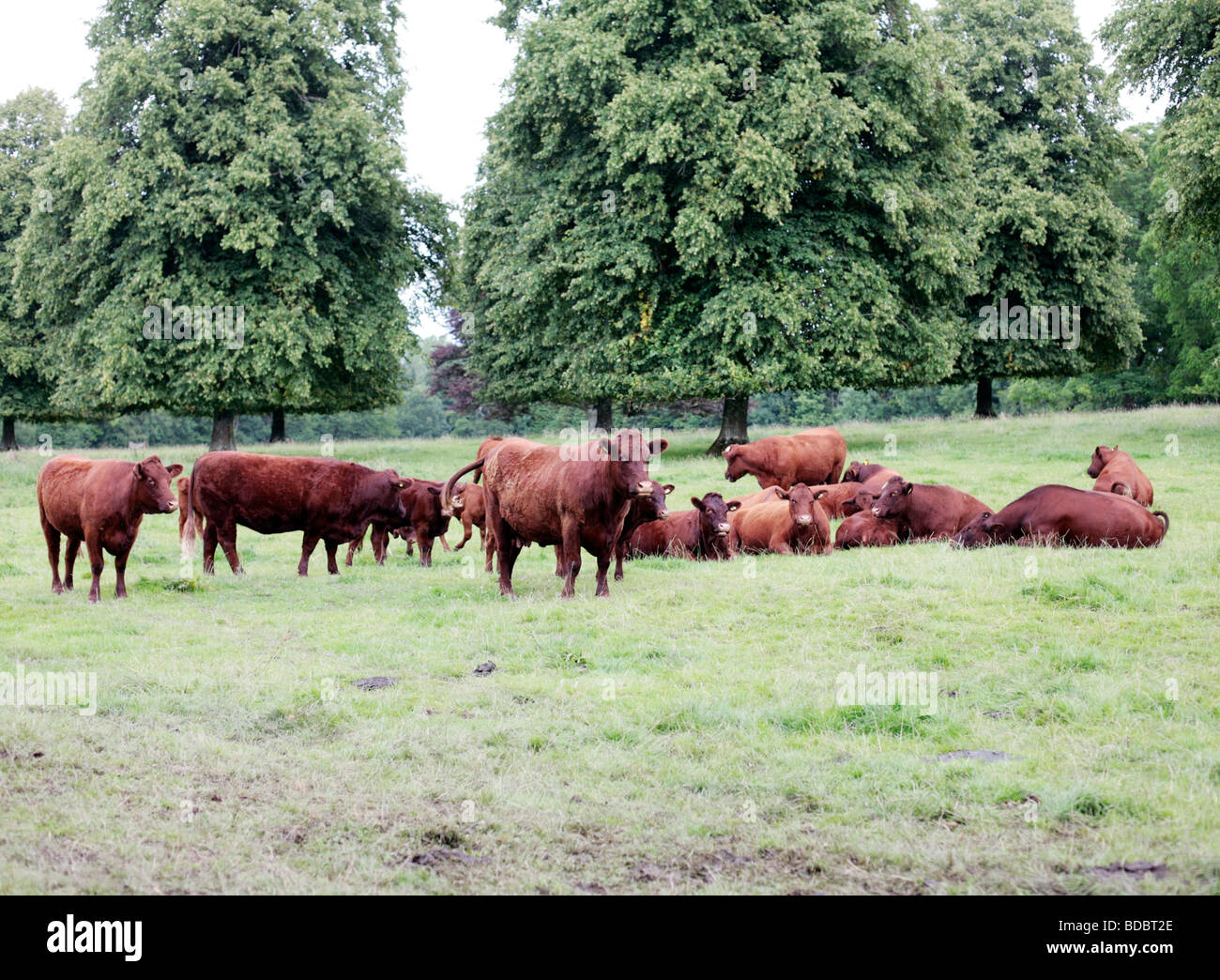 Devon rouge bovins à l'abbaye de Forde, Somerset, Royaume-Uni. Banque D'Images