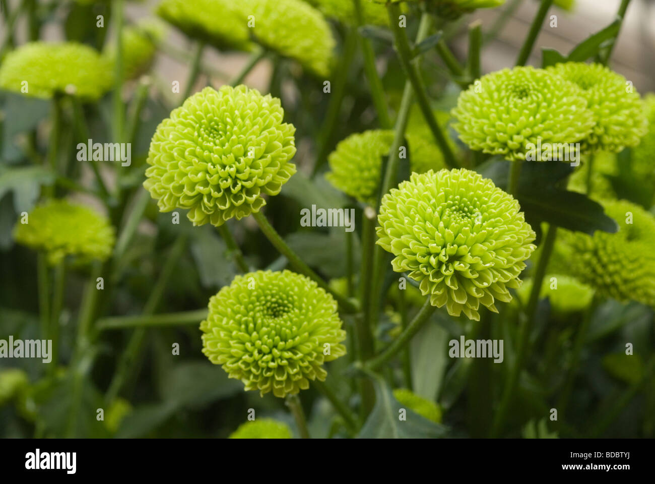 Chrysanthemum indicum Banque de photographies et d’images à haute