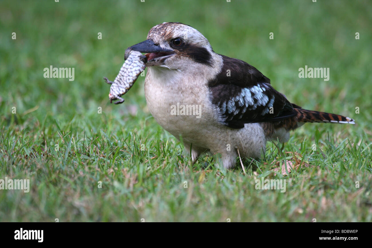 Laughing Kookaburra avec lézard langue bleue juvénile Banque D'Images