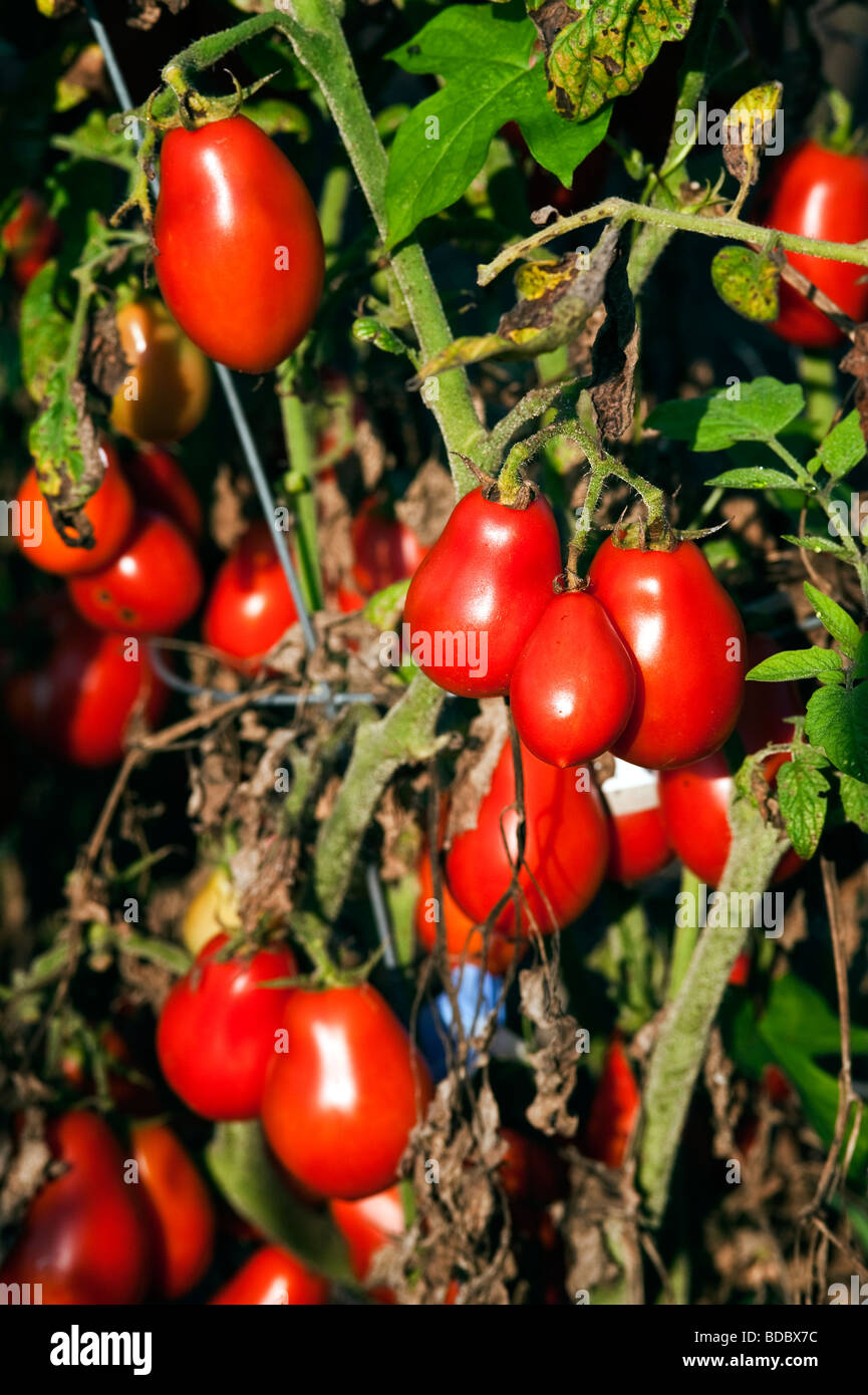 Les plants de tomates mûres dans jardin Banque D'Images