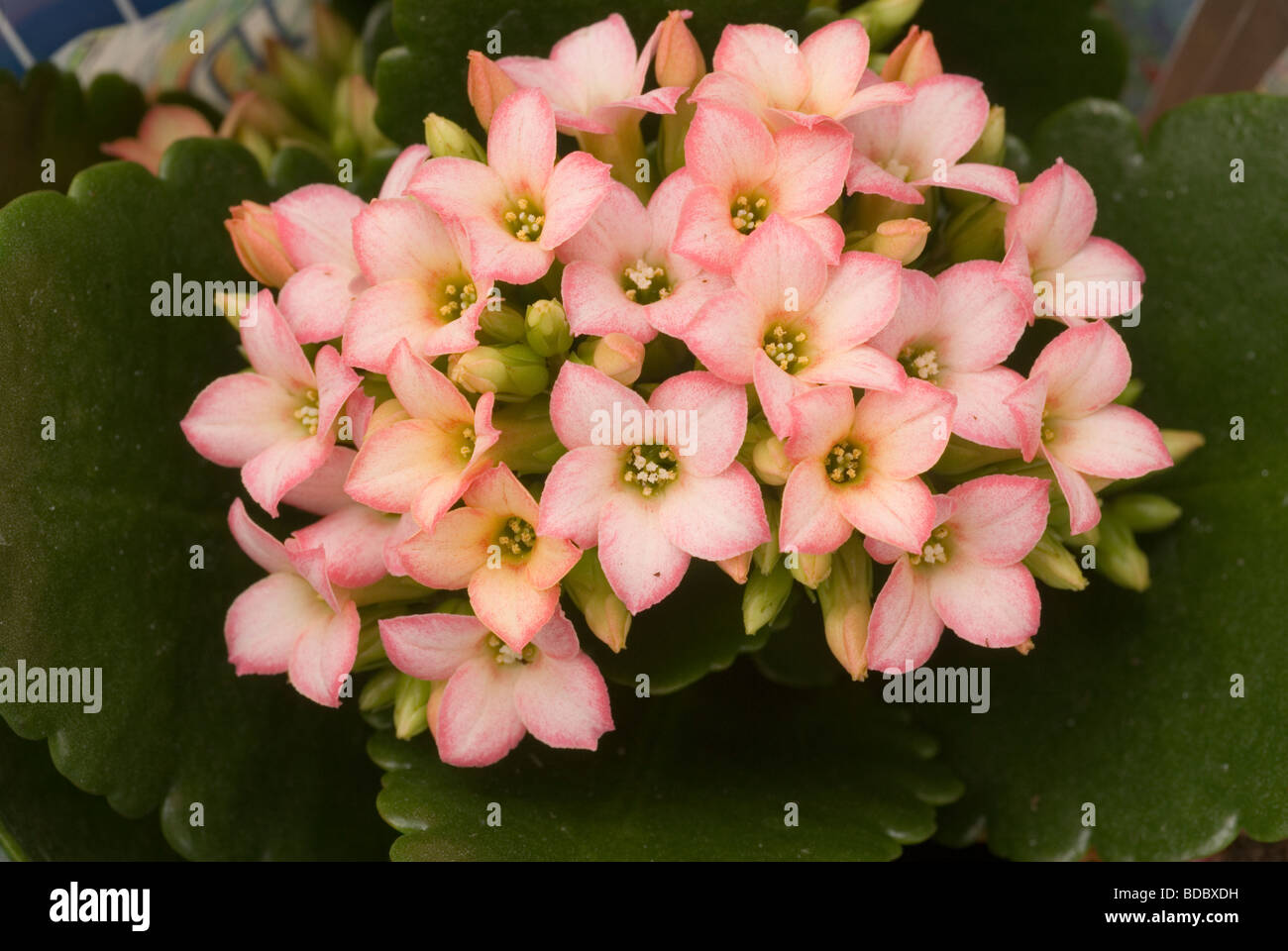 Kalanchoe sp., Crassulaceae, Madagascar, Amérique du Sud, Afrique du Sud, l'Inde Chine Banque D'Images