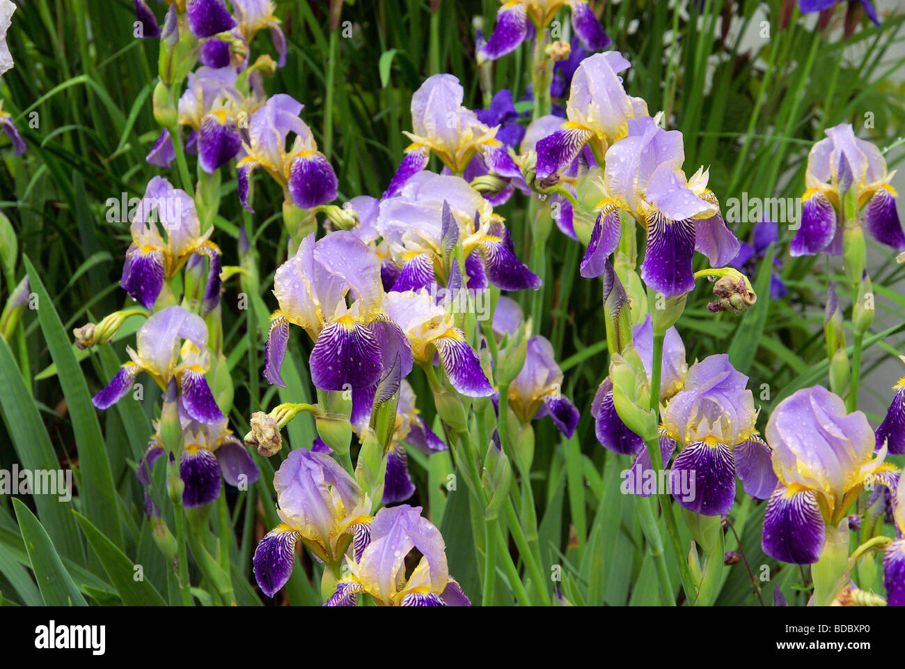 Iris 40 Schwertlilie Banque D'Images