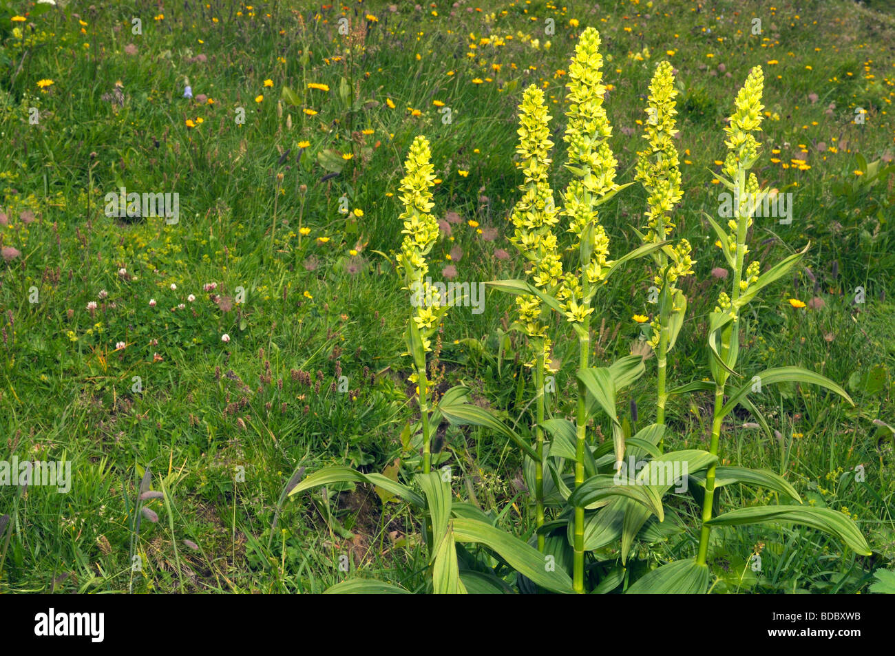 Vératre blanc (Veratrum album), flowering plant Banque D'Images