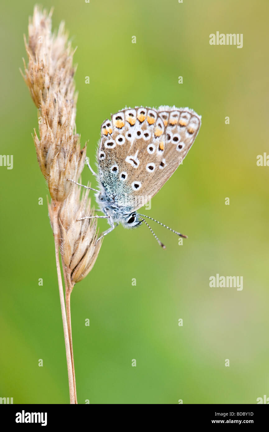 Papillon Bleu commun sur l'herbe sur une soirée d'été Banque D'Images