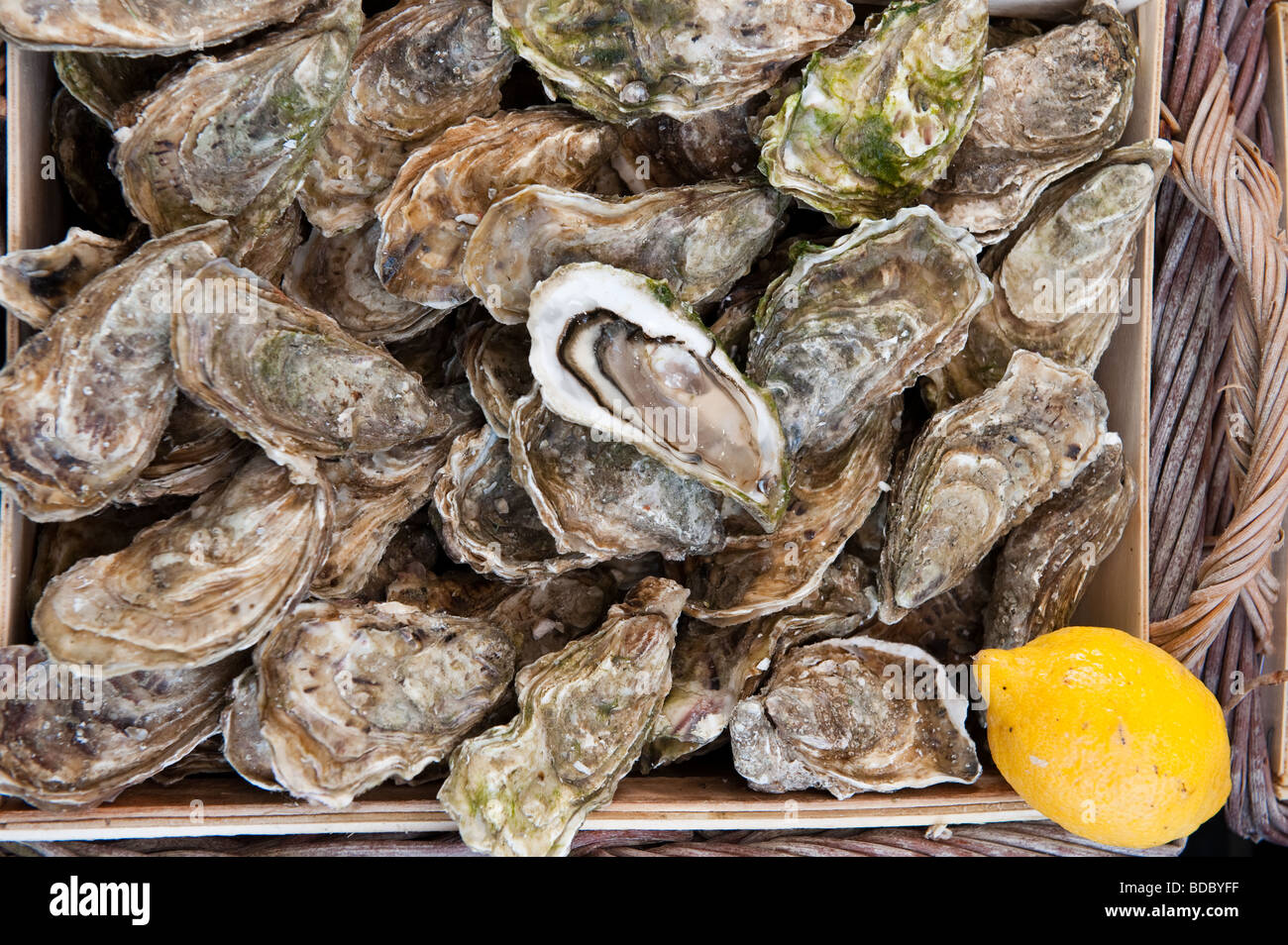 Normandy oysters Banque de photographies et d’images à haute résolution