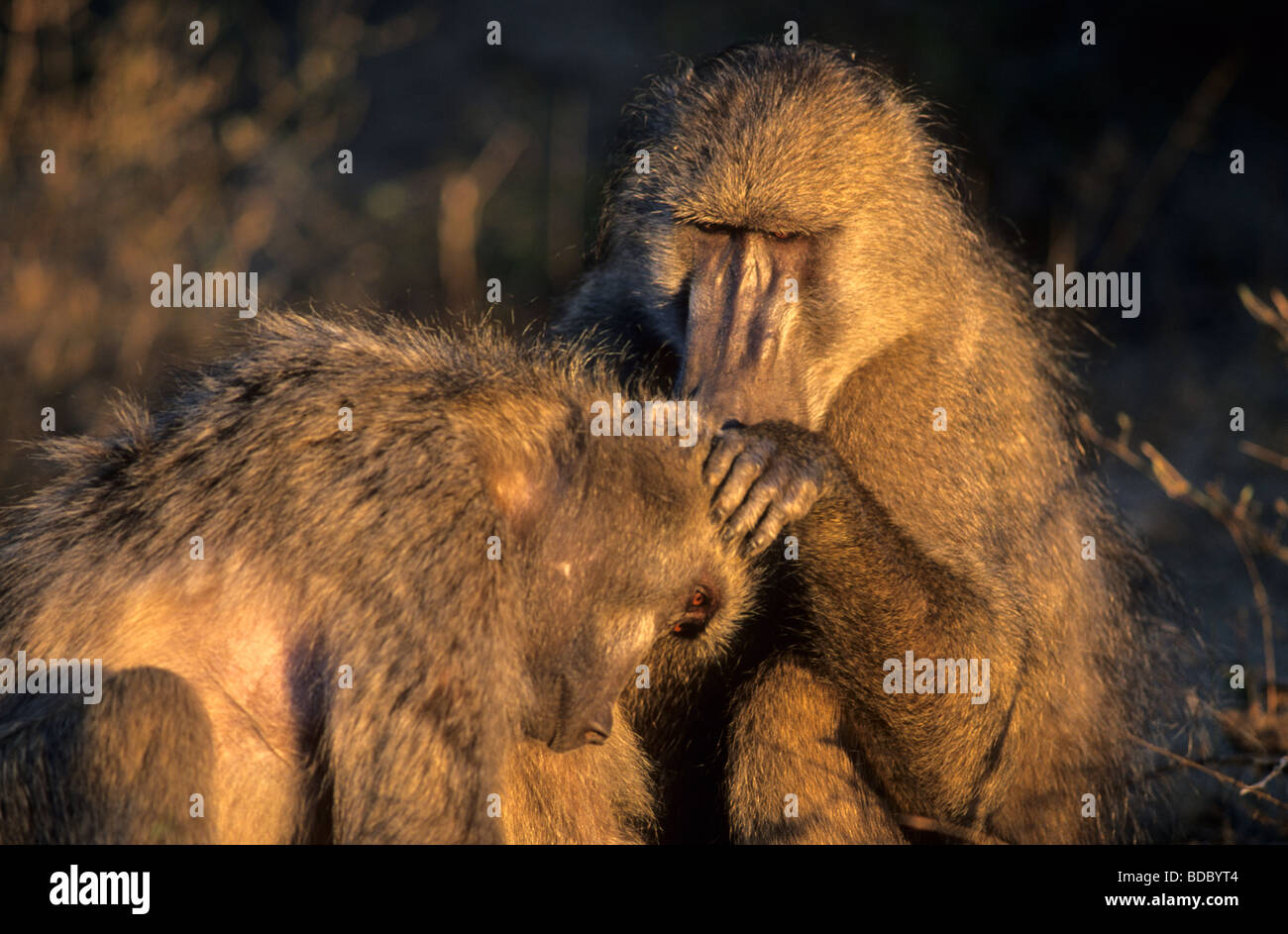 Des babouins Chacma Papio cynocephalus ursinus grooming Parc National Kruger en Afrique du Sud Banque D'Images