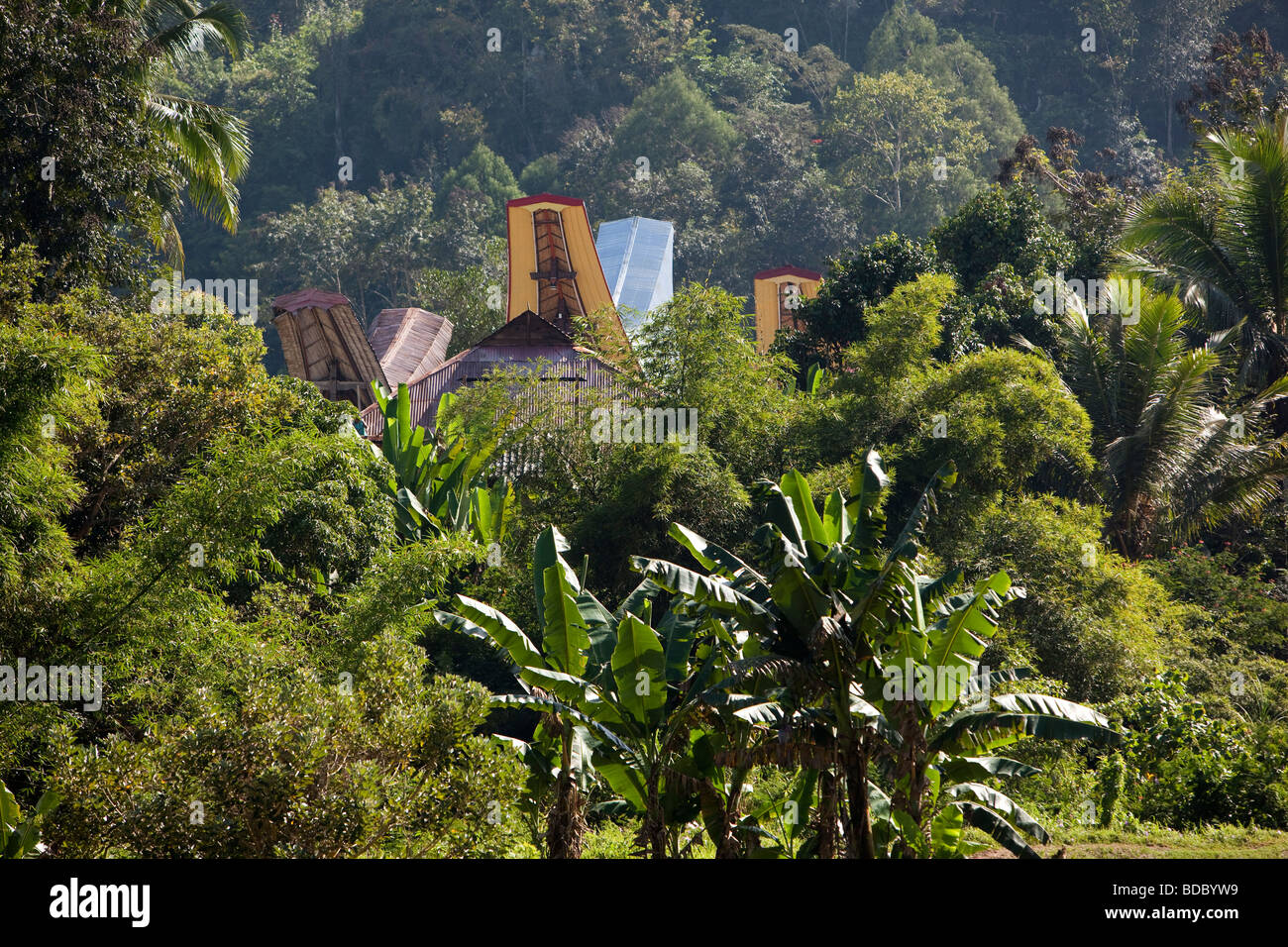 Tana Toraja de Sulawesi Indonésie Makale maison tongkonan traditionnels toits s'élevant au-dessus des arbres Banque D'Images