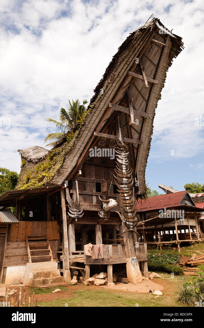 Tana Toraja de Sulawesi Indonésie Bebo état haut cornes de buffle à l'extérieur de maison en maison familiale tongkonan Banque D'Images