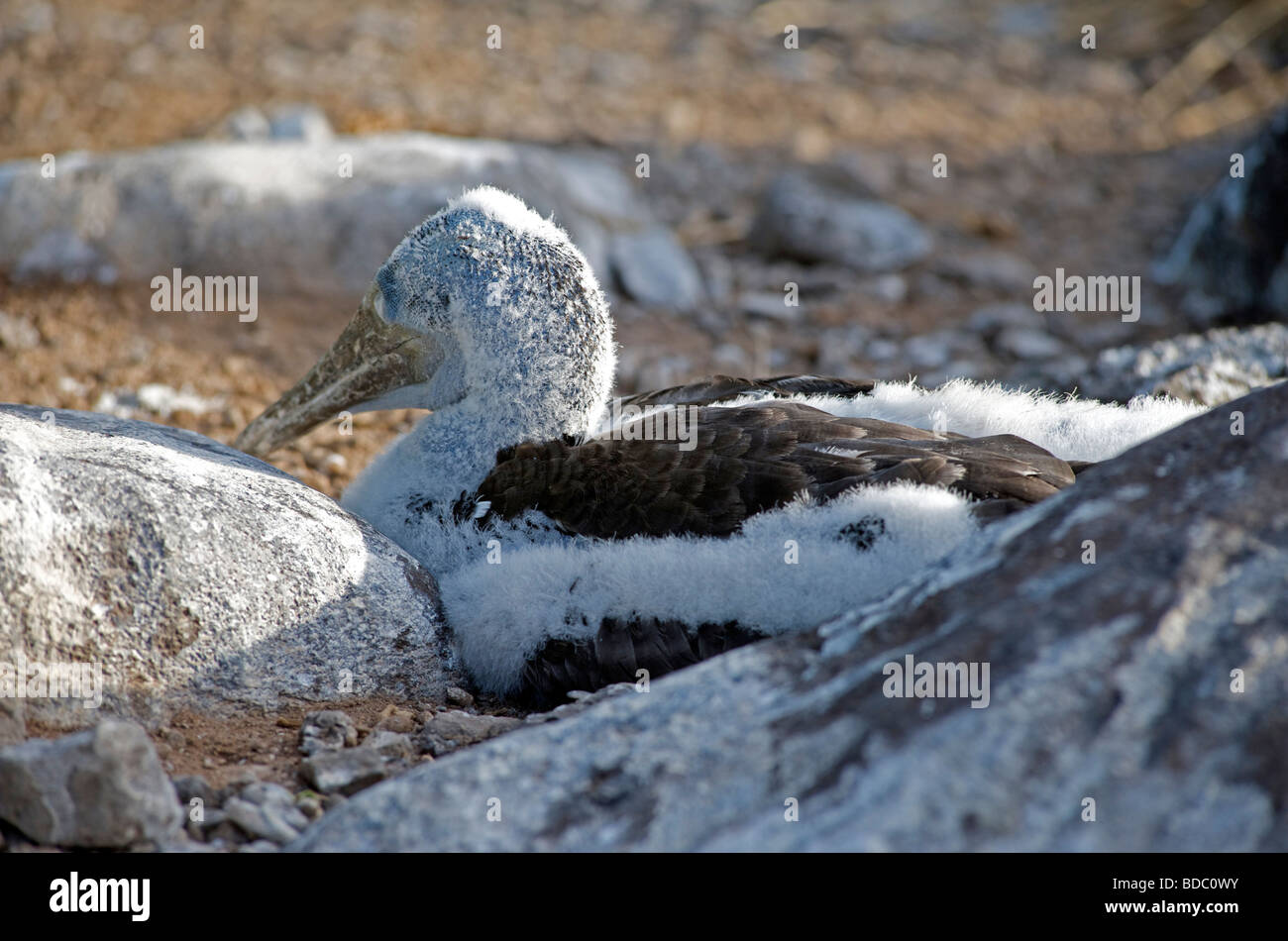 Fou à pieds bleus jeune oiseau sur son nid sur le sol, d'Espanola Island, îles Galapagos, Pacifique Banque D'Images