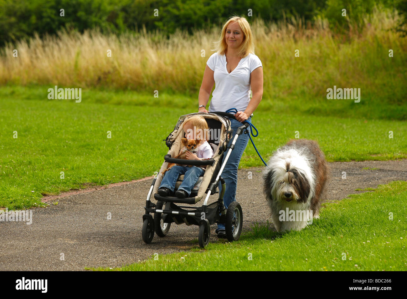 Femme Avec Fille Chihuahua Et Old English Sheepdog Bobtail Pram Buggy Poussette De Bebe En Laisse Se Promener Photo Stock Alamy