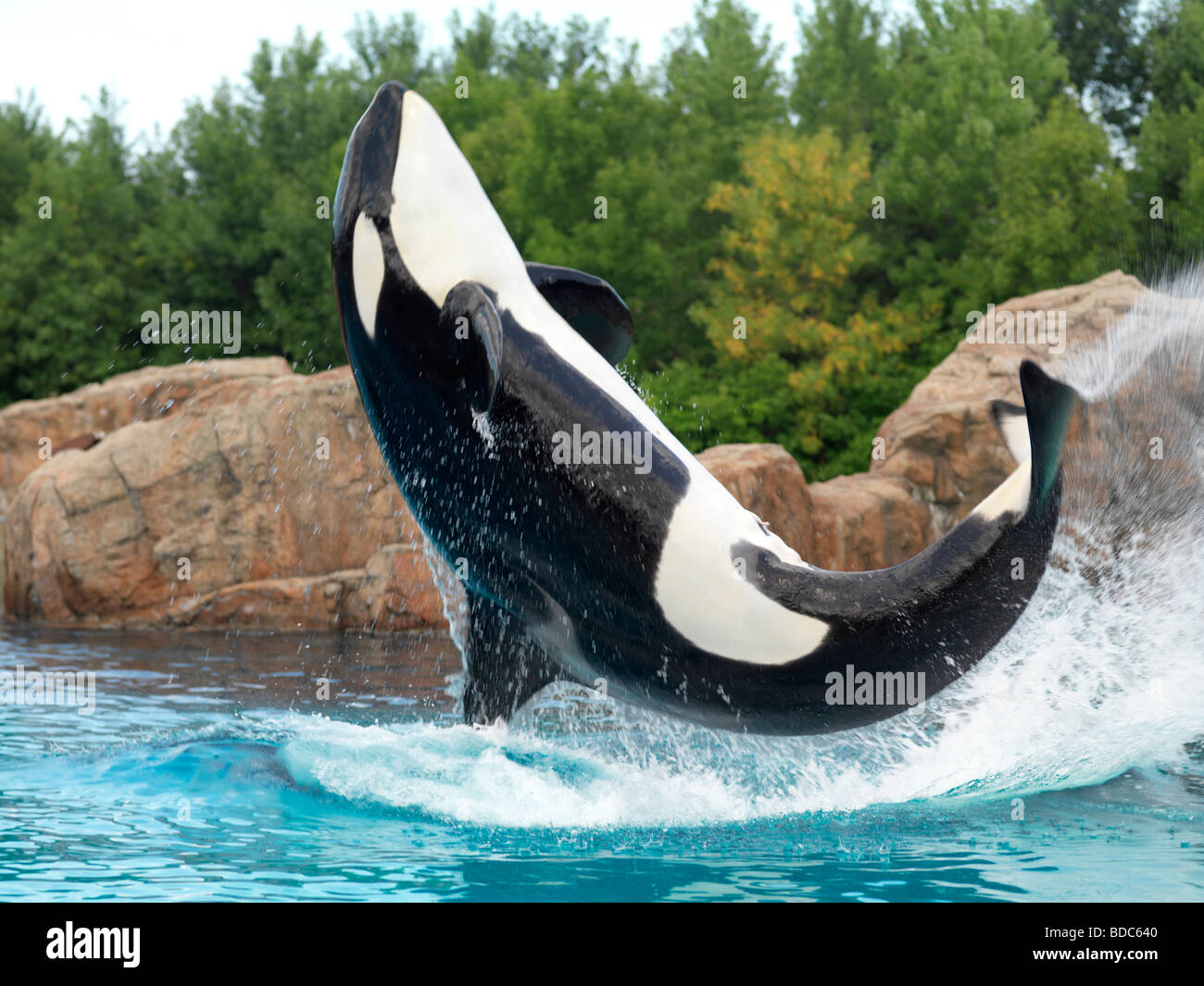 L'Orque sautant de l'eau Marineland Niagara Falls Banque D'Images