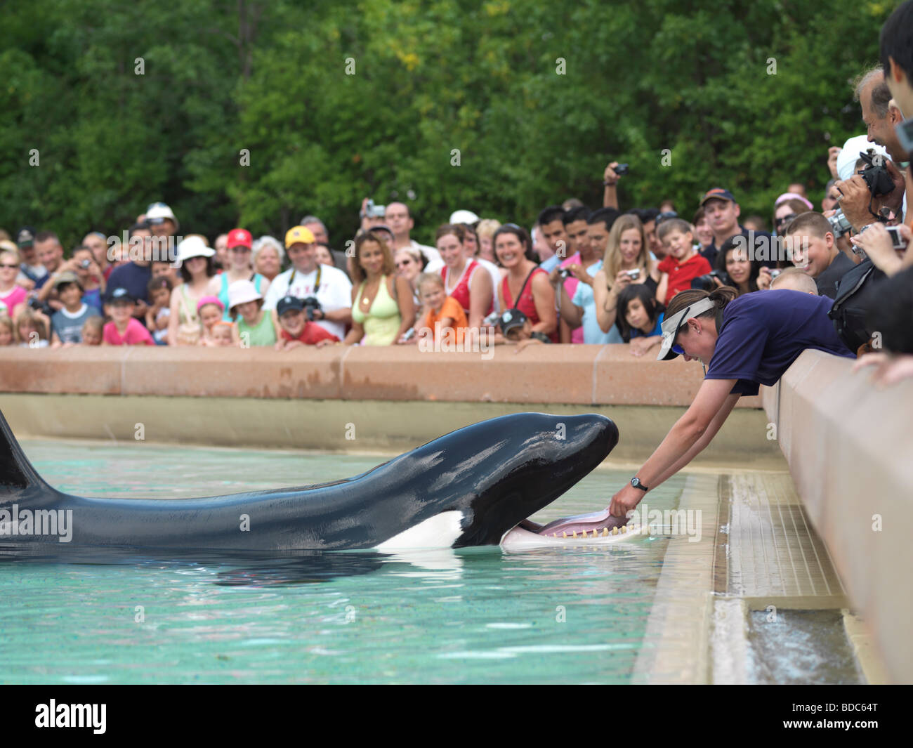 Les gens qui suivent le spectacle des orques à Marineland Niagara Falls Banque D'Images