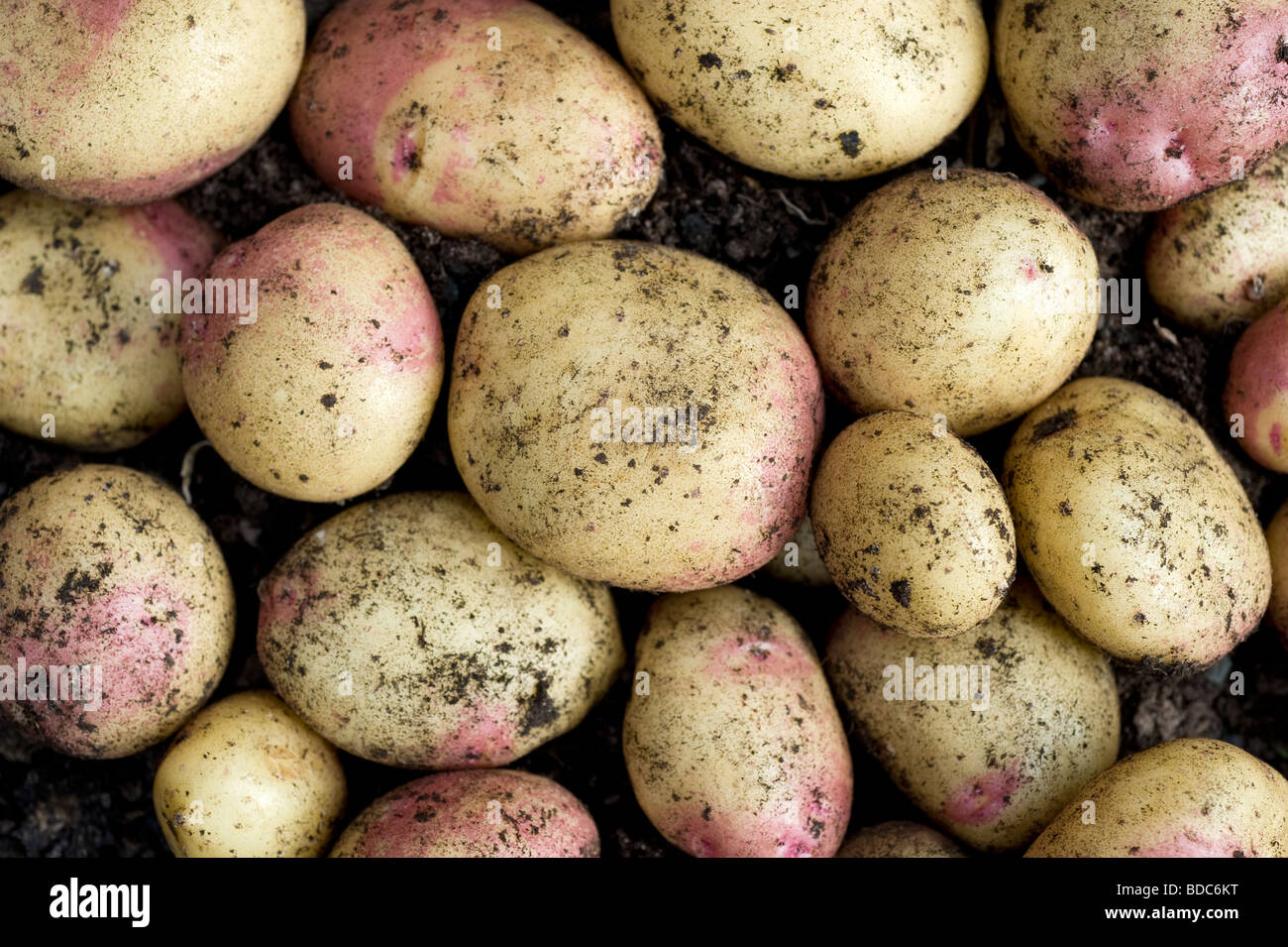 King Edward fraîchement creusé les pommes de terre dans un jardin potager Banque D'Images