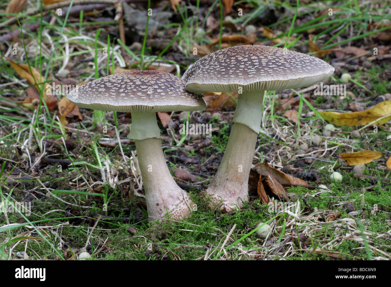 L'Amanita rubescens - Blusher Banque D'Images