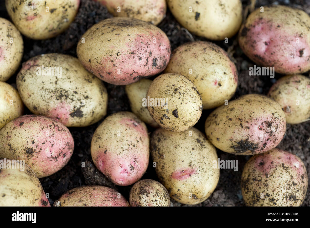 King Edward fraîchement creusé les pommes de terre dans un jardin potager Banque D'Images