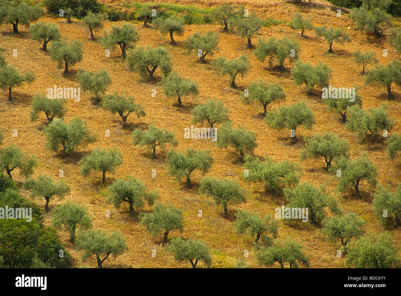 Olive Tree Olivenbaum 47 Banque D'Images