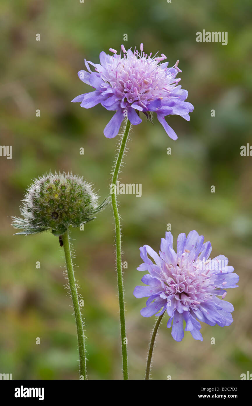 Scabious Knautia arvensis champ montrant des fleurs et des graines en développement Banque D'Images