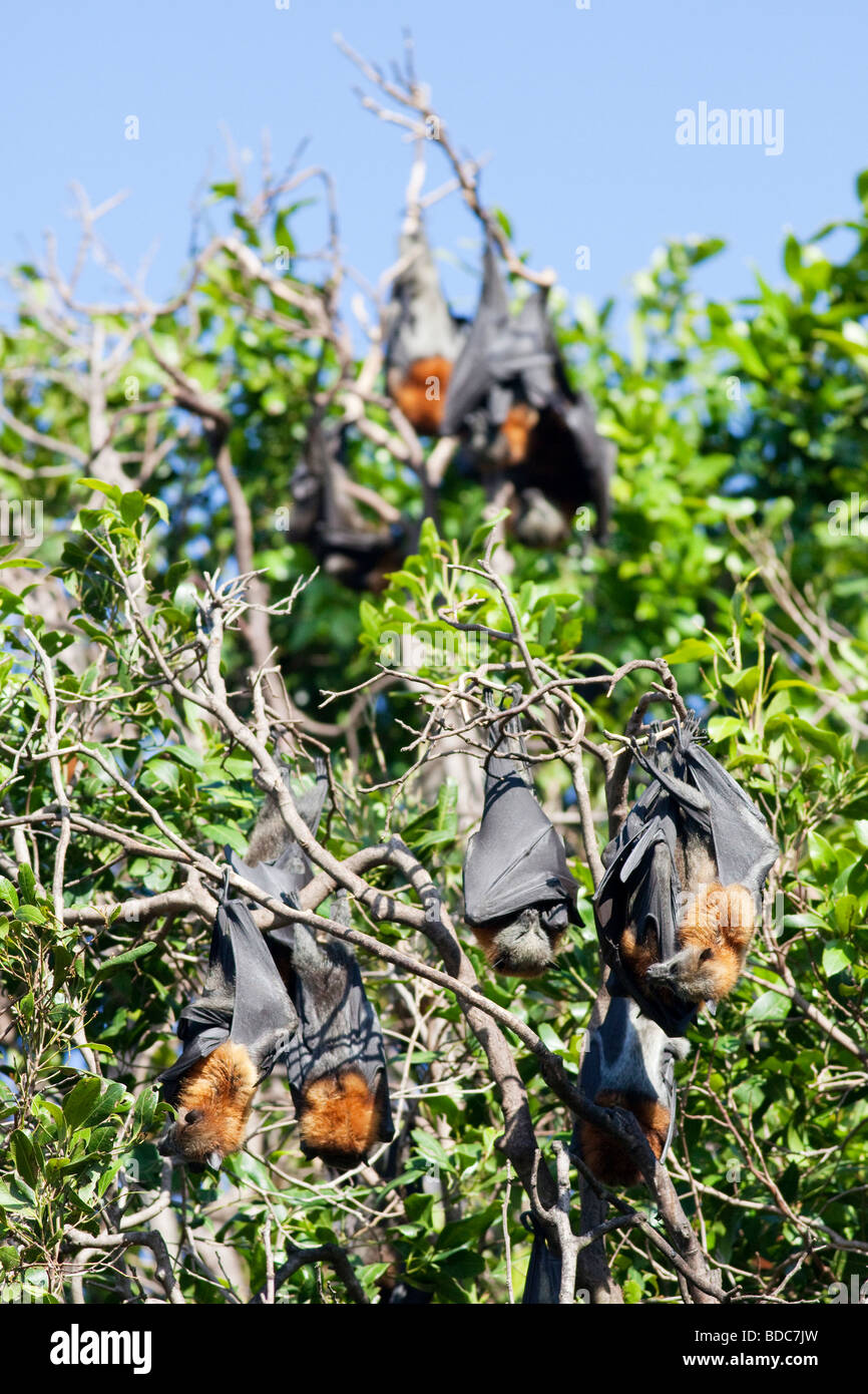 Les roussettes à tête grise dans les jardins botaniques royaux de Sydney en Nouvelle-Galles du Sud, Australie Banque D'Images