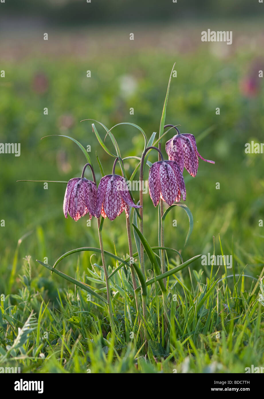 Snakeshead fritillary groupe Fritillaria meleagris North Meadow National Nature Reserve Banque D'Images