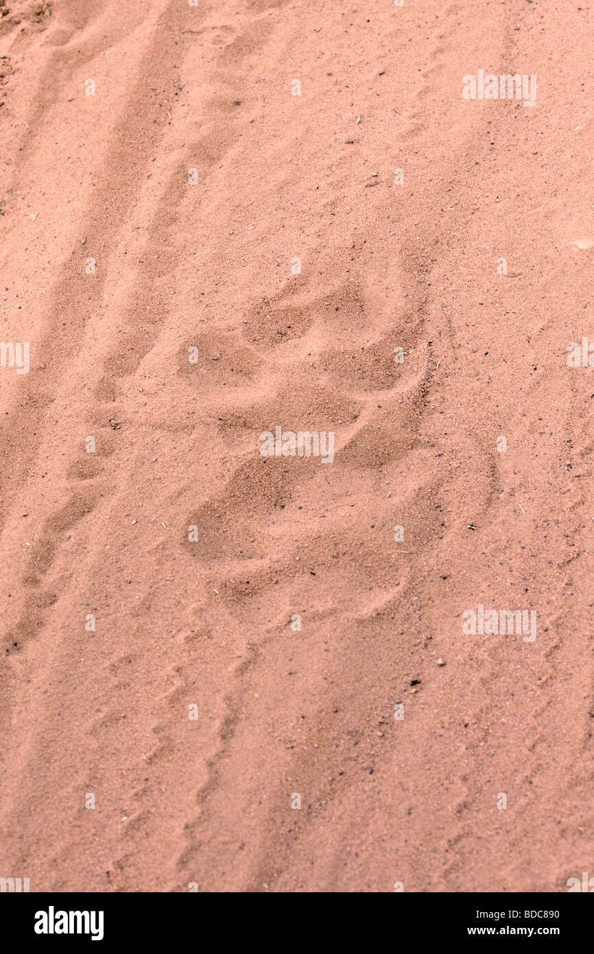 Tiger Paw print à la Réserve de tigres de Ranthambhore au Rajasthan Inde Banque D'Images