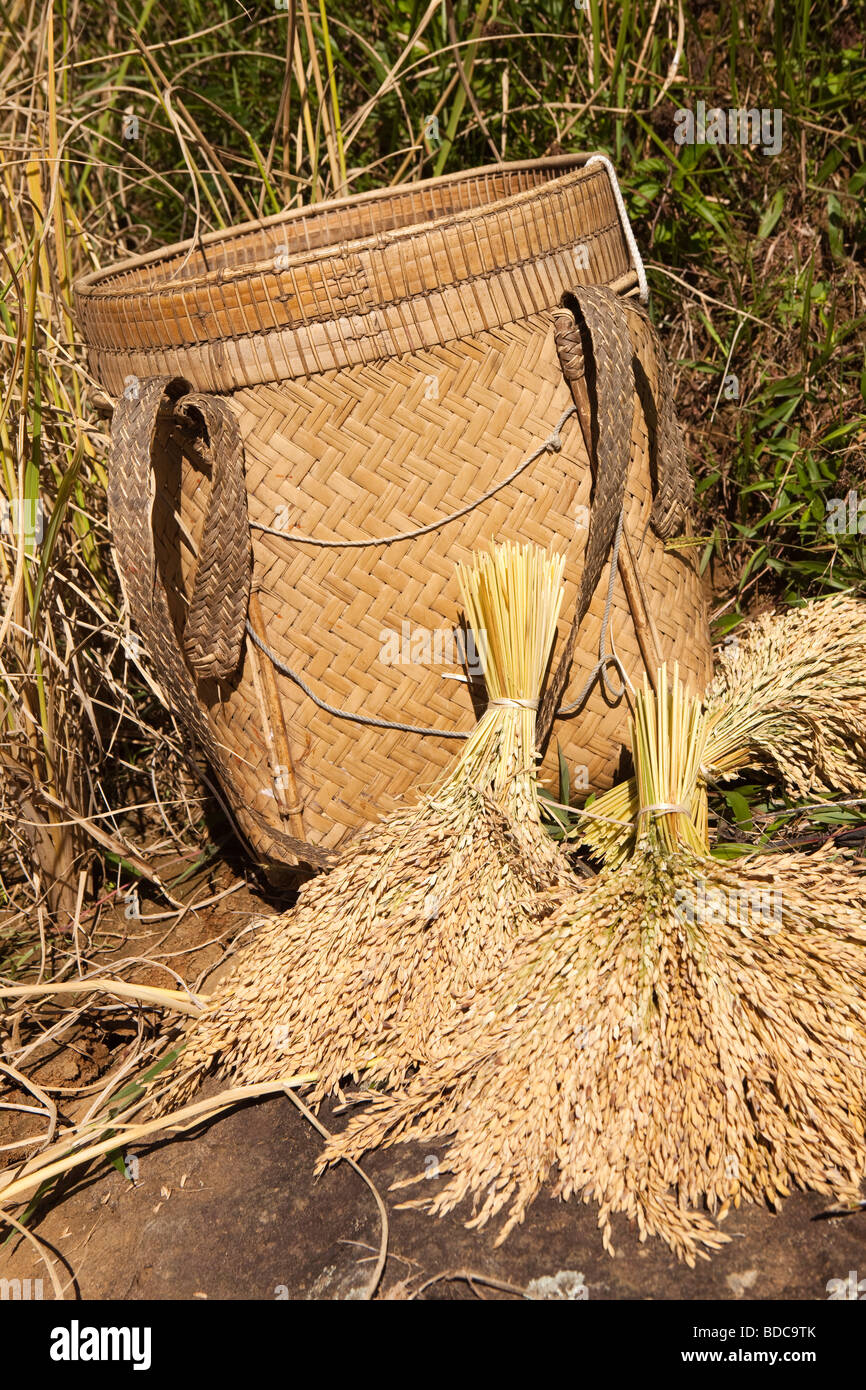 Tana Toraja de Sulawesi Indonésie Lokkomata la récolte de paddy de riz à la main des tas de grain de la coupe par panier Banque D'Images