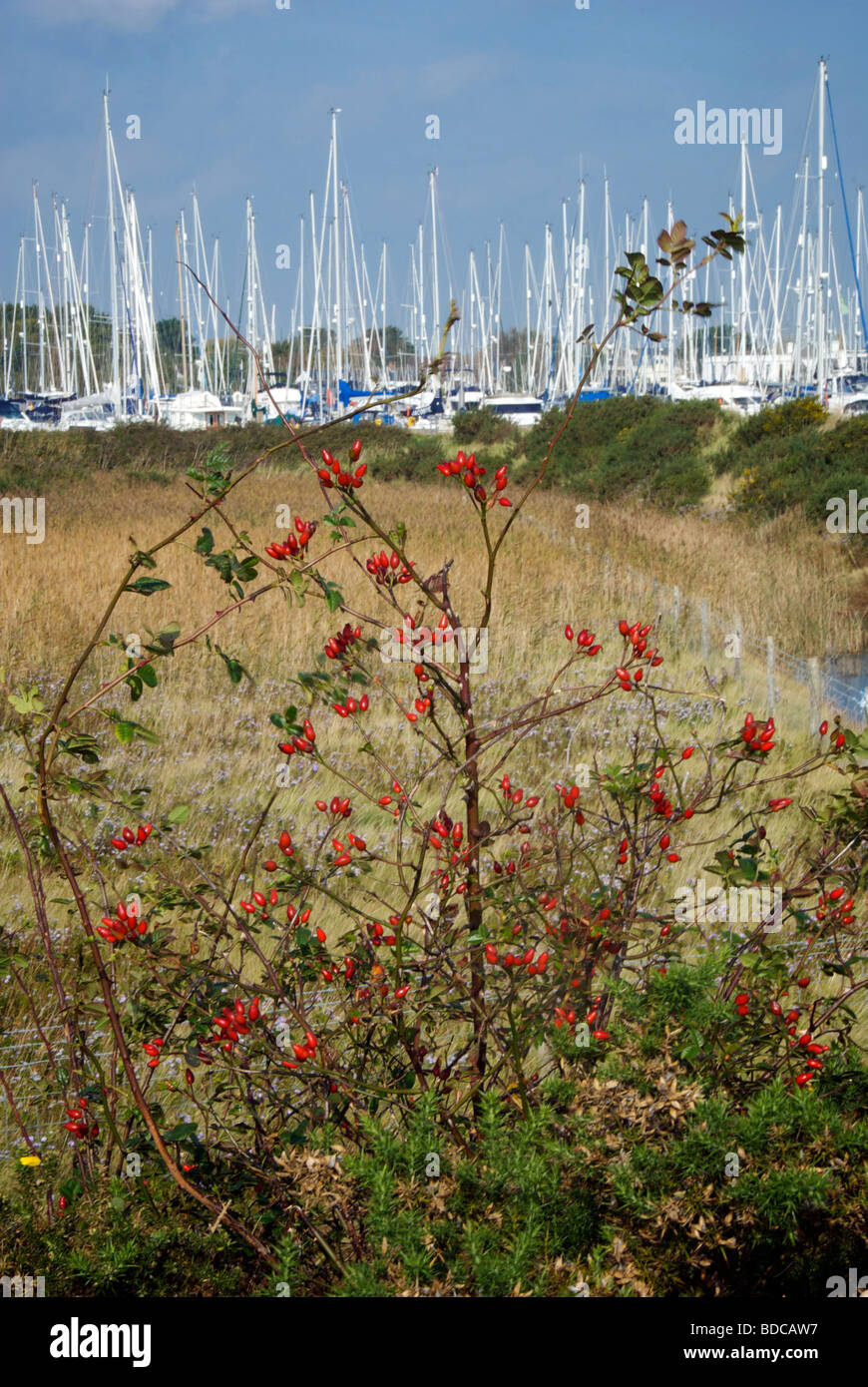 Marina Lymington Hampshire UK bateaux pontons Marais Pennington Fruits Rouges Banque D'Images