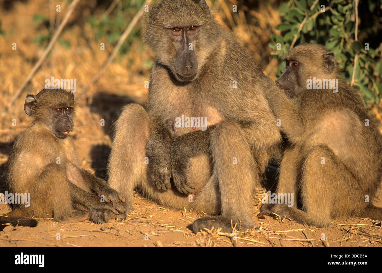 Des babouins Chacma Papio cynocephalus ursinus grooming Parc National Kruger en Afrique du Sud Banque D'Images