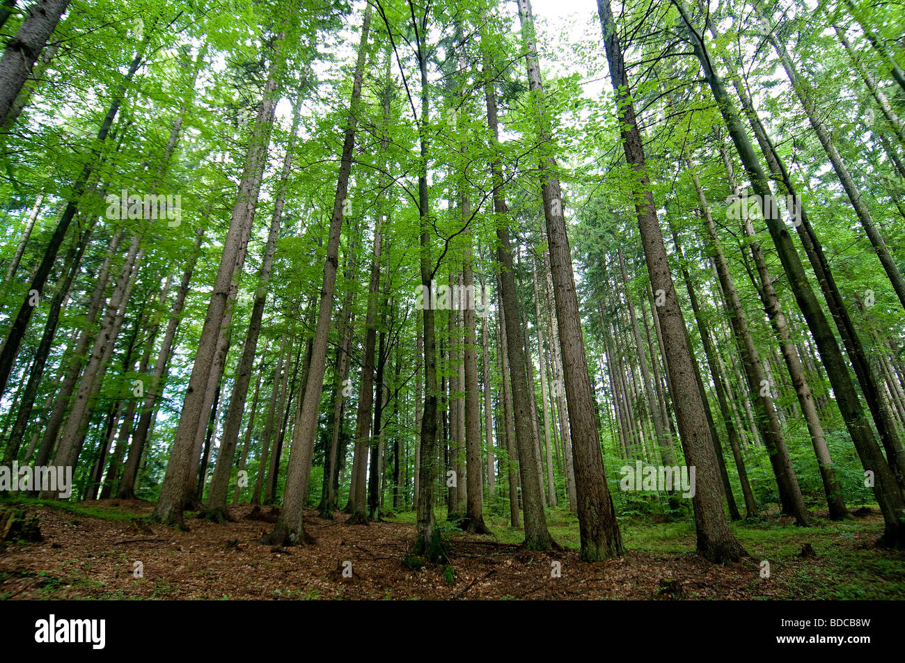 Forêts alpines Banque D'Images