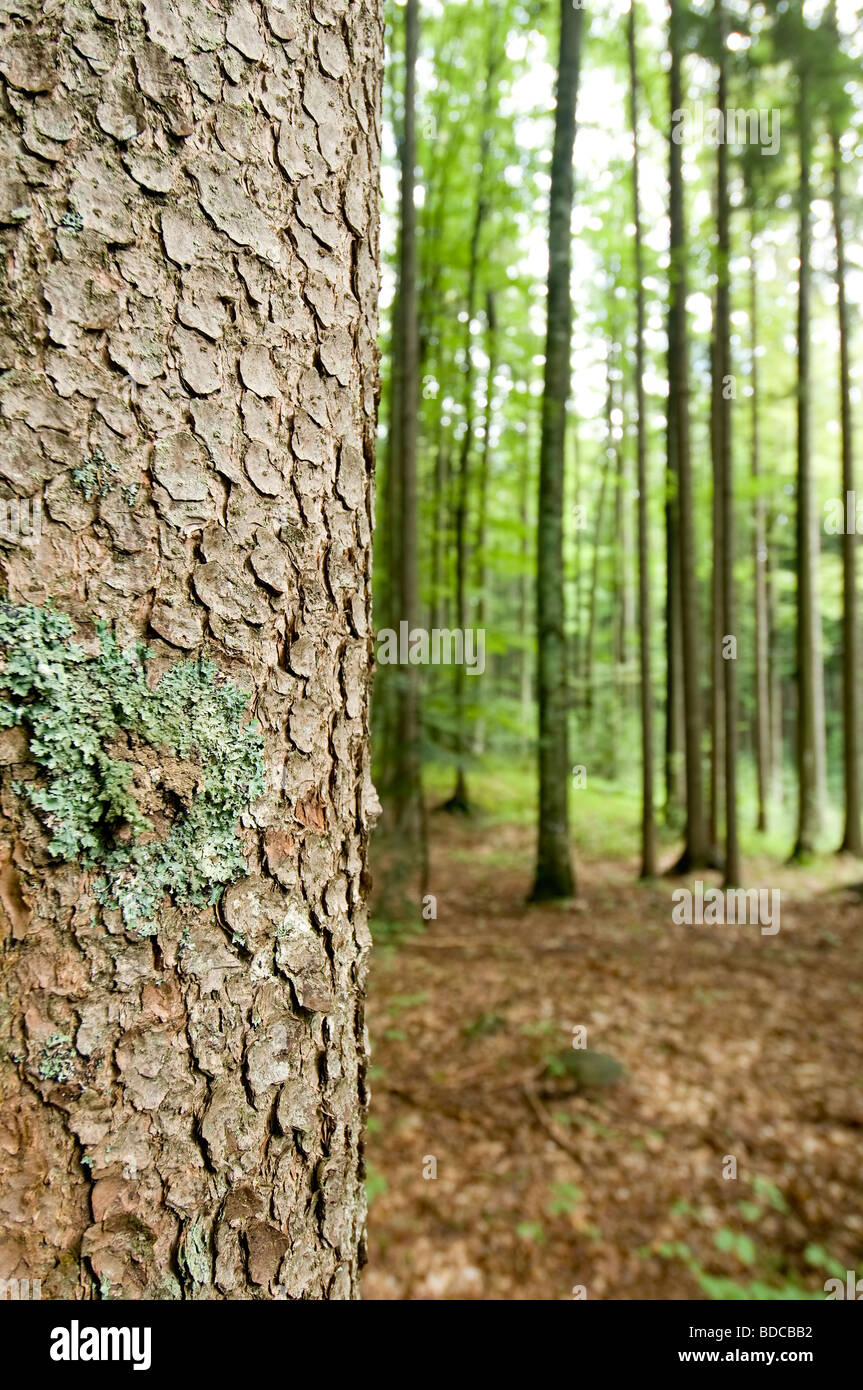 Forêts alpines Banque D'Images