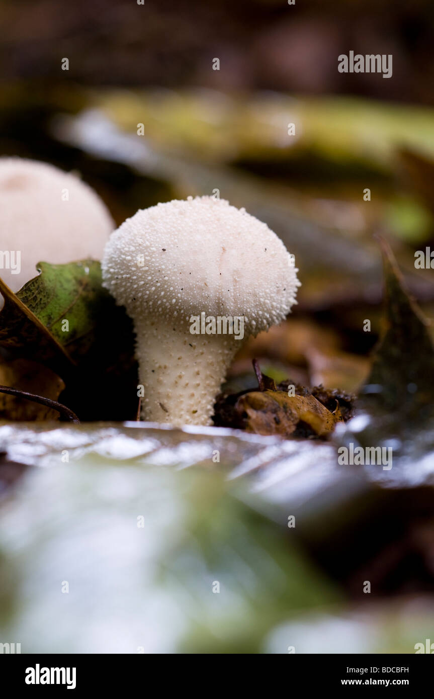 Lycoperdon perlatum Vesse-de-commune Banque D'Images