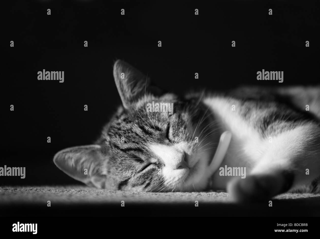 Tabby kitten dormir et somnoler doit byline www georgeimpeyphotographer co uk Banque D'Images