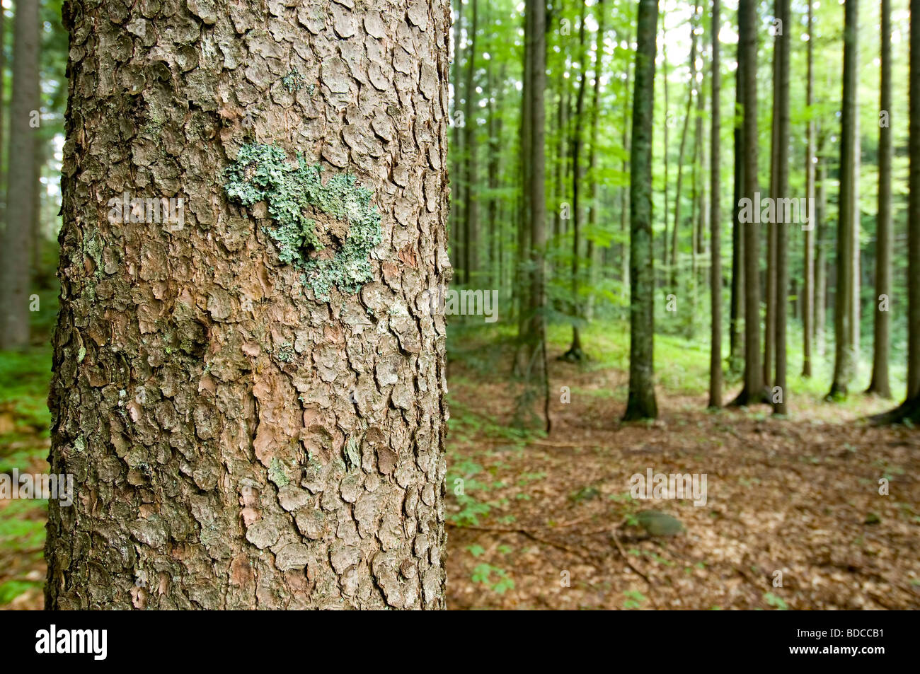 Forêts alpines Banque D'Images