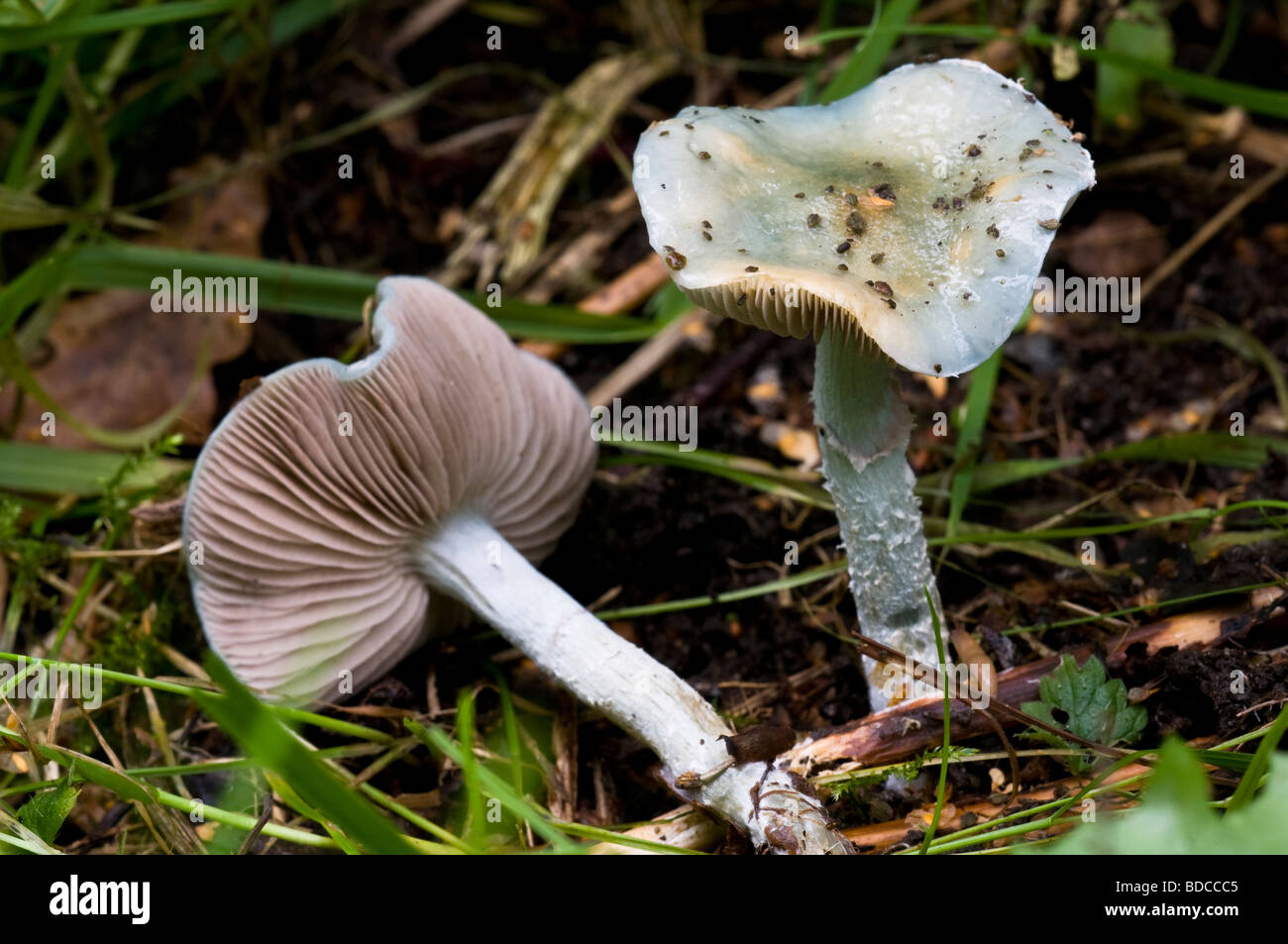 Agaric Stropharia Aeruginosa vert-de Banque D'Images