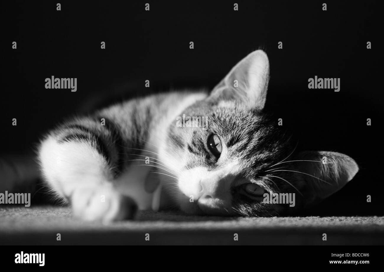 Tabby kitten dormir et somnoler doit byline www georgeimpeyphotographer co uk Banque D'Images