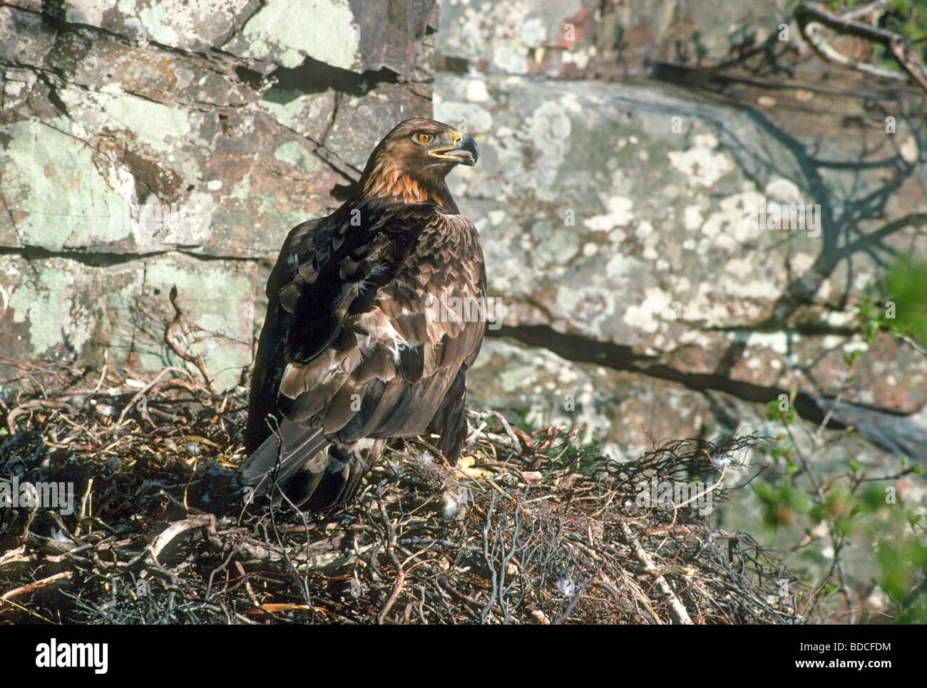 Aigle royal Aquila chrysaetos adulte au nid Wester Ross Ecosse Banque D'Images