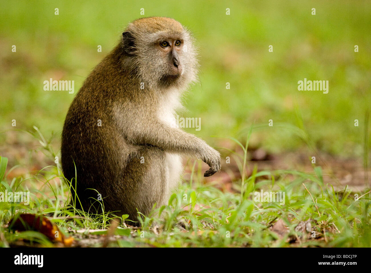 Longue queue Macaque, Koh Tarutao, Thaïlande Banque D'Images