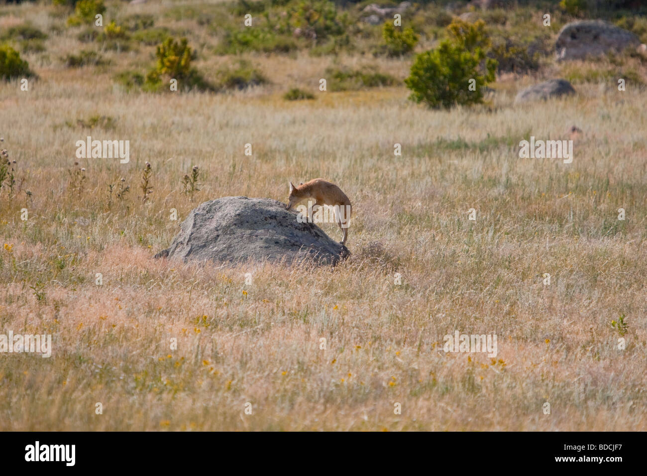 Dans les domaines de chasse du Coyote (Canis latrans) Banque D'Images