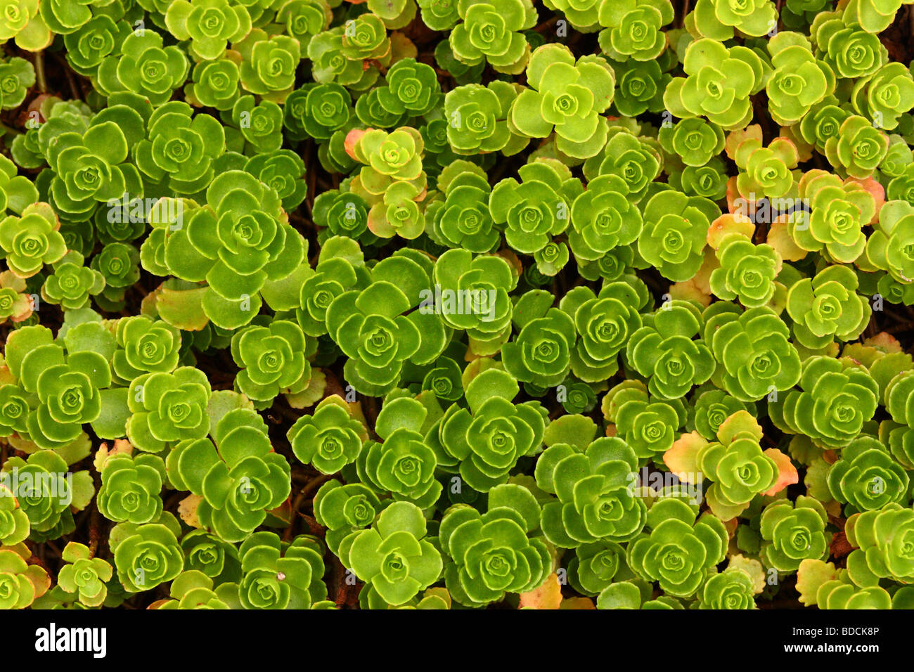 Modèle succulentes vert Banque D'Images